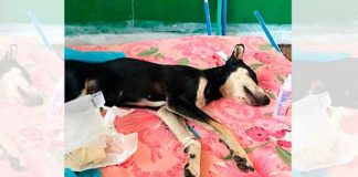 honduras, deteccion, perro, covid, pandemia, autoridades, salud,