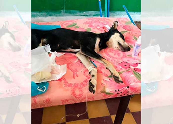 perro honduras, deteccion, perro, covid, pandemia, autoridades, salud,