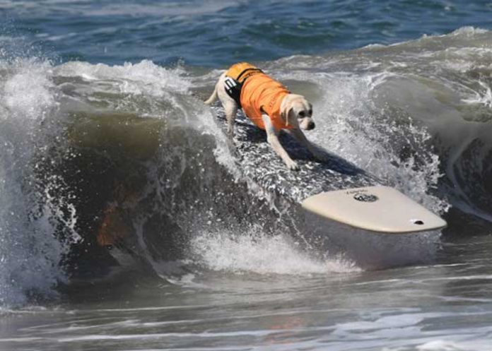 perro
