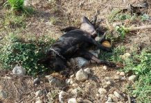 Envenenan 16 perros y seis gatos en Costa Rica