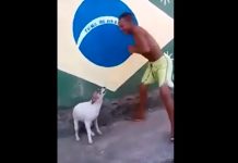 Video: el mejor bailarín de Brasil es un perro