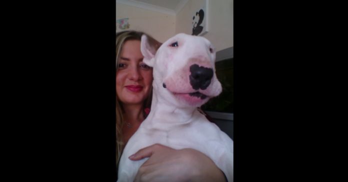 perro-canta