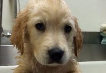 Cachorro con frenillos causa ternura en internet (fotos)