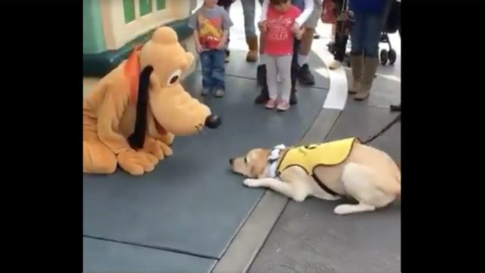 perro-guia-se-alegra-al-conocer-a-pluto