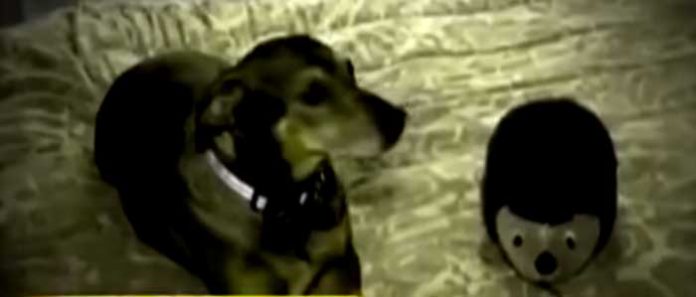 perro-heroe