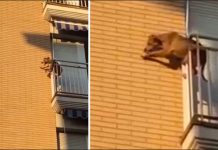 Perro se lanzó al vacío tras pasar horas encerrado en un balcón