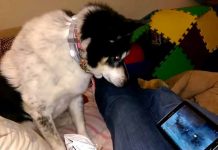 Así reacciona un perro cuando ve documental sobre lobos
