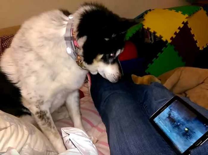 perro-lobo