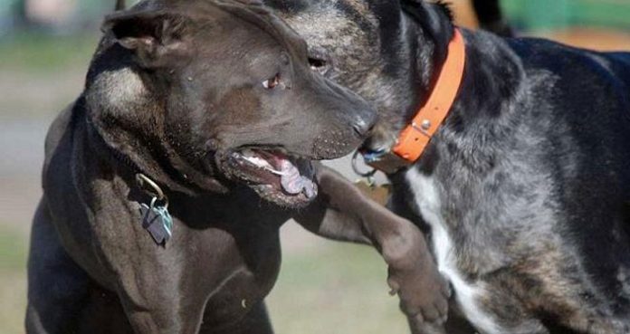 perro-pelea-uno