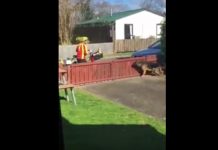 Cámara oculta grabó lo que hace este cartero con un perro