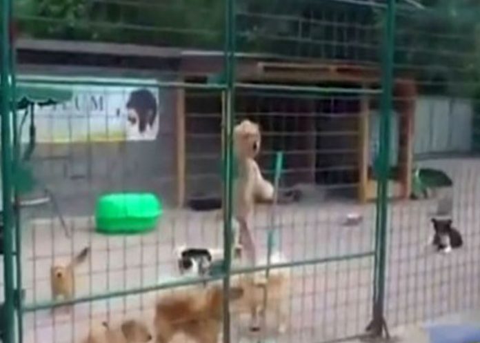perro1