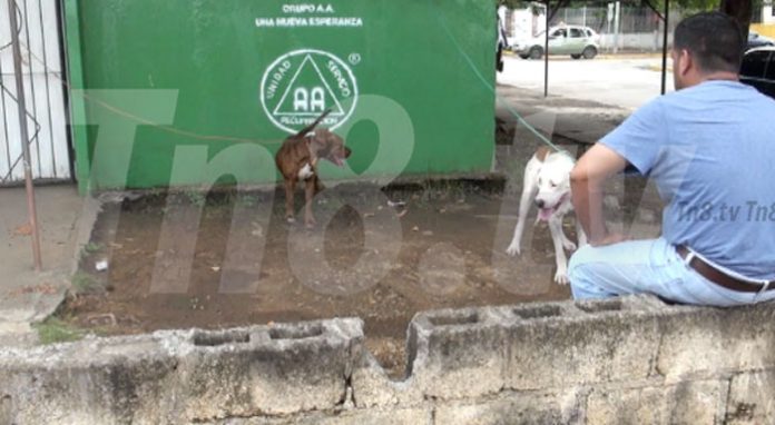 perro12