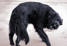 Cincuenta perros sin hogar matan a una mujer delante de su hijo