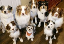 Estudio: los perros sí comprenden el habla humana