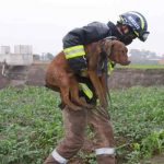 mexico, rescate, perros, socavon,