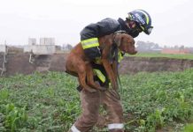Rescatan a perros atrapados en el fondo del gigantesco socavón en México mexico, rescate, perros, socavon,