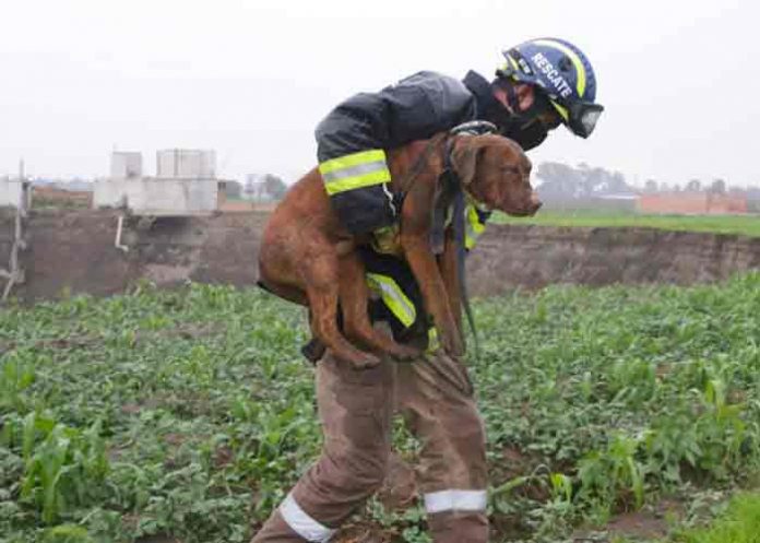 perros-rescate- mexico, rescate, perros, socavon,