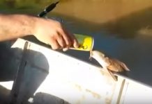 Pescador pone loco a un pez en Brasil con cerveza