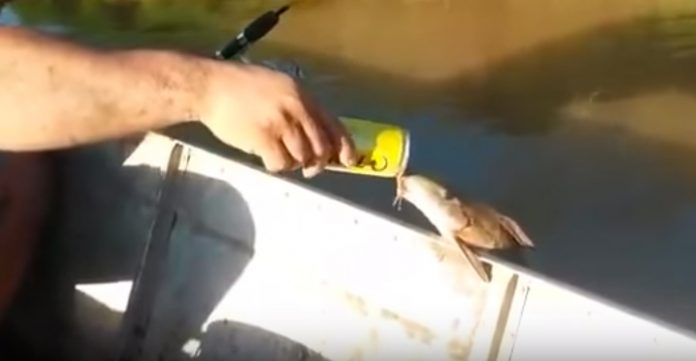 pez-toma-cerveza