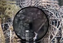 Pie Grande «aparece» en bosque de Michigan (Video)
