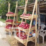nicaragua, san marcos, pitahaya,