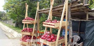 nicaragua, san marcos, pitahaya,