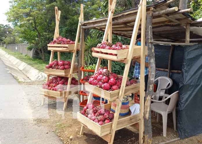 nicaragua, san marcos, pitahaya,