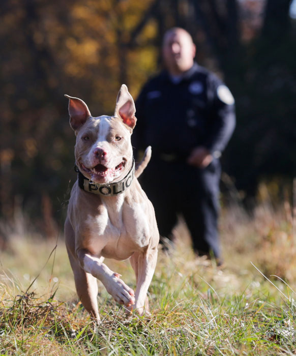 pitbull2