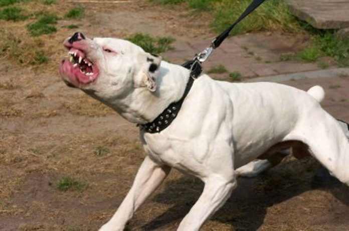 pitbullstexas2