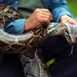 estados unidos, florida, pitones, caza,