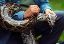Florida lanza programa de caza contra las invasivas pitones estados unidos, florida, pitones, caza,
