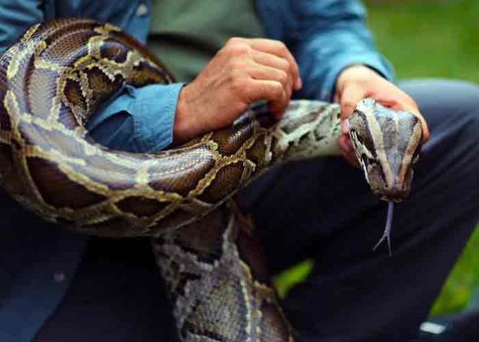 estados unidos, florida, pitones, caza,