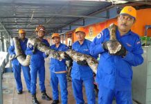 Malasia: capturan a la pitón más grande del mundo