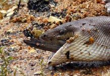 Serpiente se come a un cocodrilo en Australia