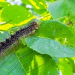 Una plaga de orugas de polilla gitana acaba con los árboles en Nueva York estados unidos, plaga, orugas, arboles,