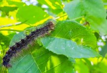 Una plaga de orugas de polilla gitana acaba con los árboles en Nueva York estados unidos, plaga, orugas, arboles,