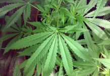 Tico se abalanza contra policías tras hallazgo de plantas de mari