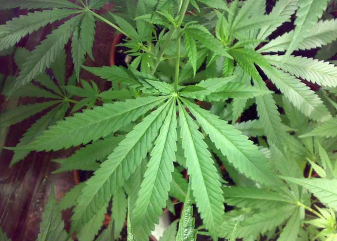 planta-mari-b