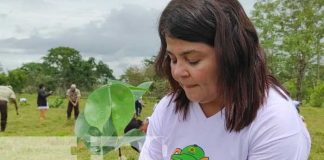 nicaragua, plantas, caribe, triangulo minero, reforestacion, rosita,