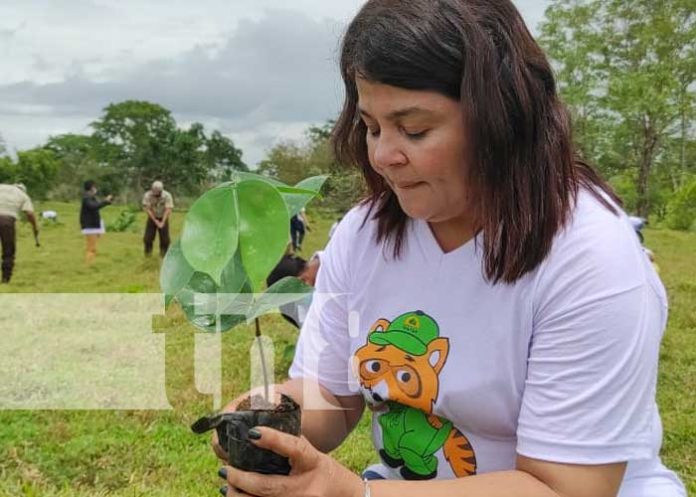 nicaragua, plantas, caribe, triangulo minero, reforestacion, rosita,