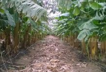 Lluvias abonan a buena producción en el país