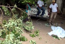 Managua: Podar un árbol le cuesta la vida a anciano