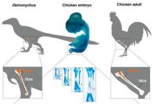 Chile: crean un pollo con patas de dinosaurio