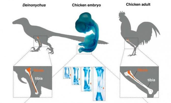 pollo-con-patas-de-dinosaurio