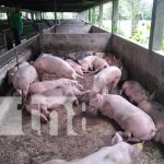 Fomentan la producción porcina en Boaco con entrega de bonos nicaragua, boaco, bono, porcinos, produccion,