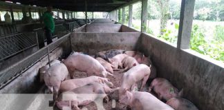 nicaragua, boaco, bono, porcinos, produccion,