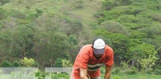 nicaragua, produccion, esteli, estrategia,