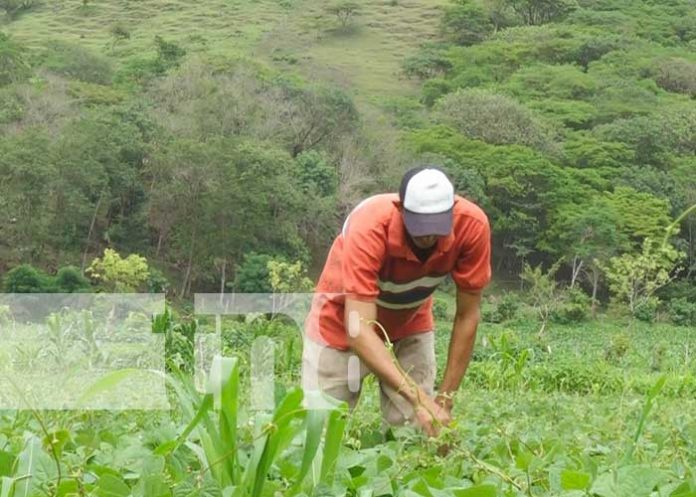 nicaragua, produccion, esteli, estrategia,