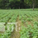Dan a conocer el plan para fomentar la producción en San Juan de Limay nicaragua, produccion, esteli, san juan de limay, plan,