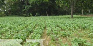 nicaragua, produccion, esteli, san juan de limay, plan,